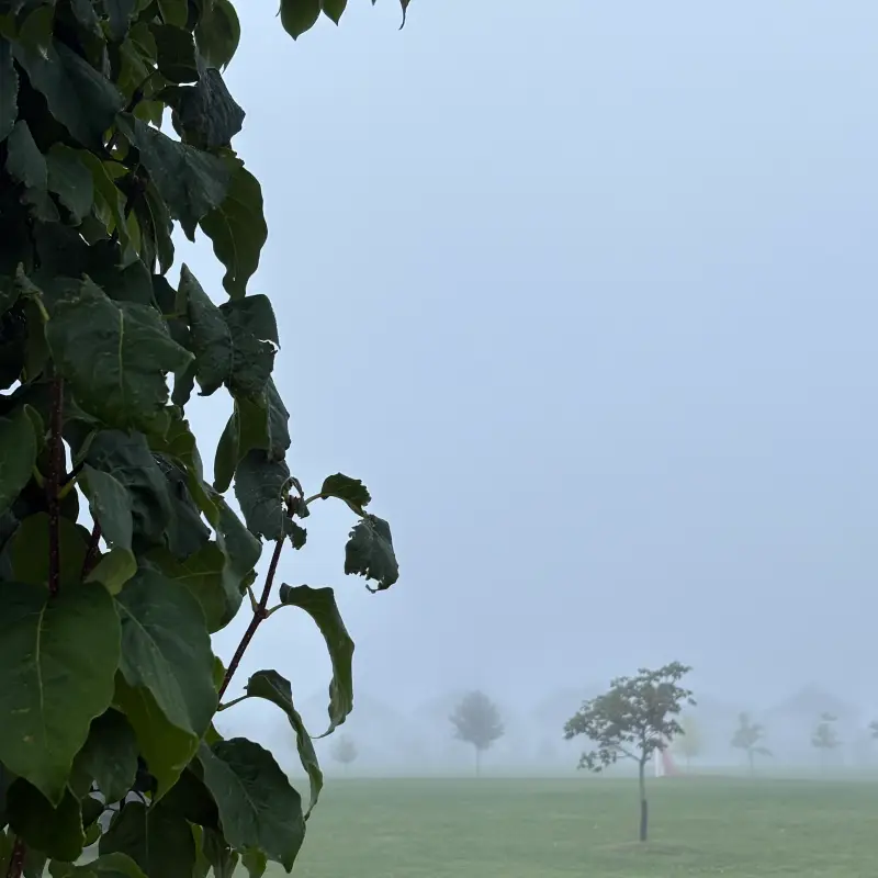 A leafy branch in the foreground and a mown field beyond, with young trees and houses fading into fog