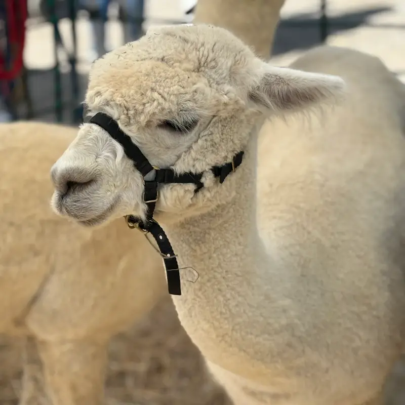A cream Huacaya alpaca in a black nylon show halter, head and neck filling the frame in hard midday sun, turned in profile with its eyes lowered and half shut, its dense crimped fleece rising over the face into a woolly forelock, with a second animal and blurred livestock pen railing behind